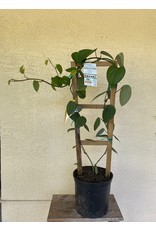 Black Pepper Vine