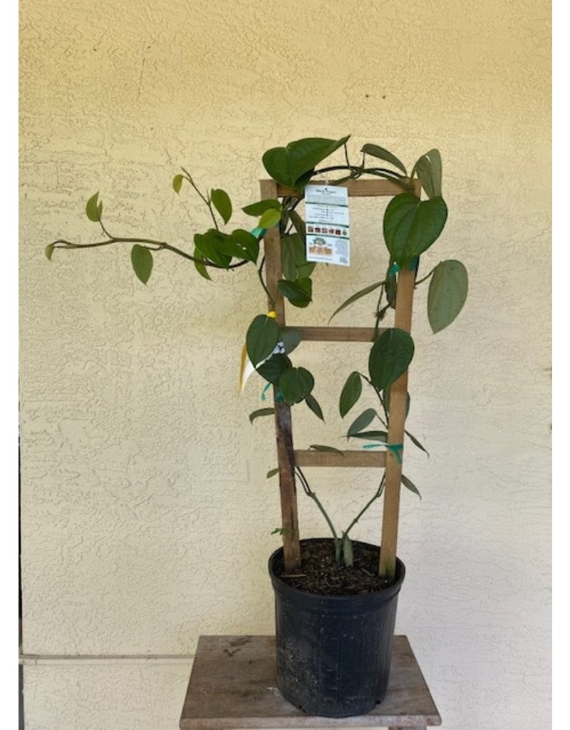 Black Pepper Vine