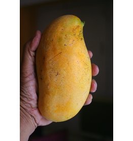 Mango (Varieties L-Z)