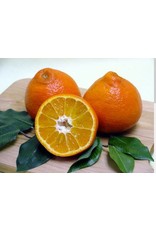 Citrus - Tangelo