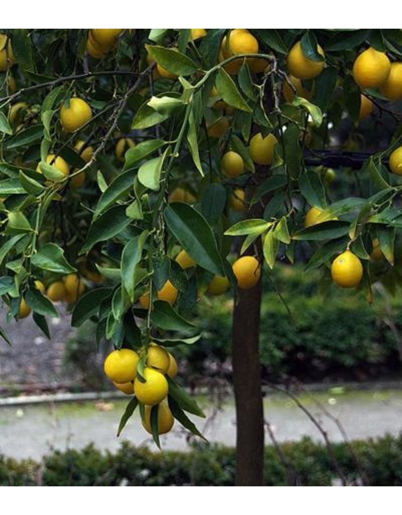 Citrus - Limequat
