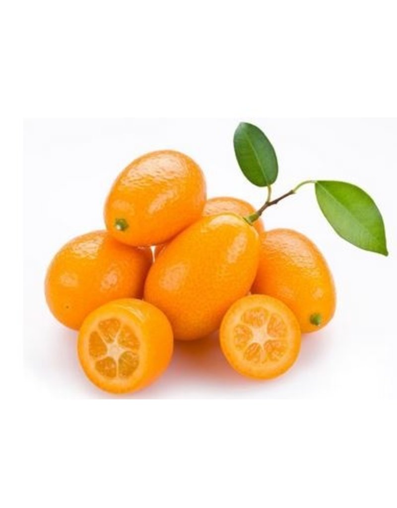 Citrus - Kumquat