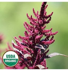 Seed Saver's Exchange Amaranth, Hopi Red Dye