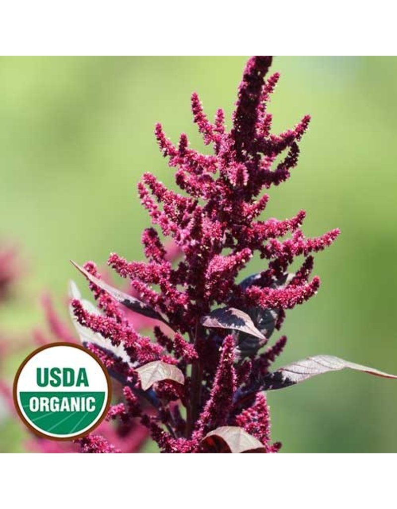 Seed Saver's Exchange Amaranth, Hopi Red Dye