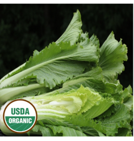 Asian Green, Chinese Celery Cabbage