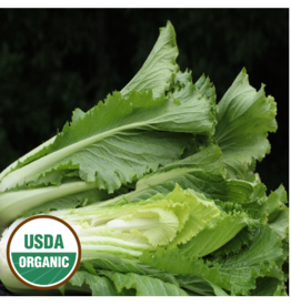 Seed Saver's Exchange Asian Green, Chinese Celery Cabbage