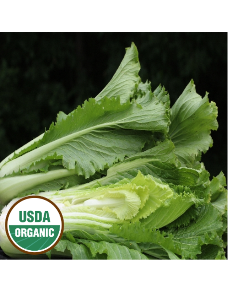 Seed Saver's Exchange Asian Green, Chinese Celery Cabbage