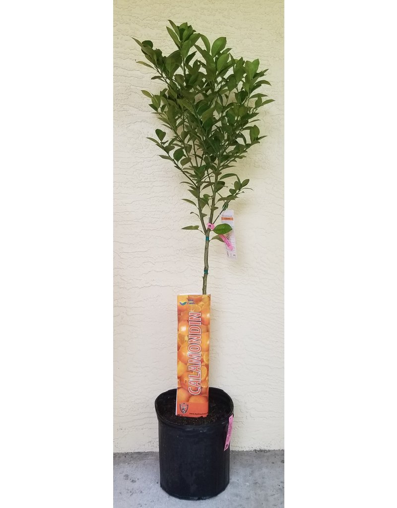 Citrus - Calamondin