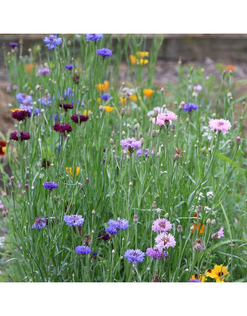 Seed Saver's Exchange Flower, Bird and Butterfly Mix