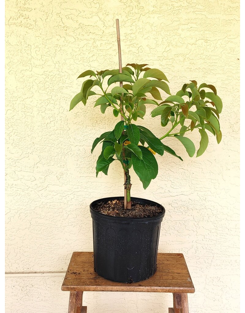 Avocado  Day 3 Gallon