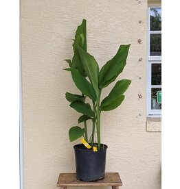Ginger - Turmeric Standard - Yellow/Orange 3 gallon