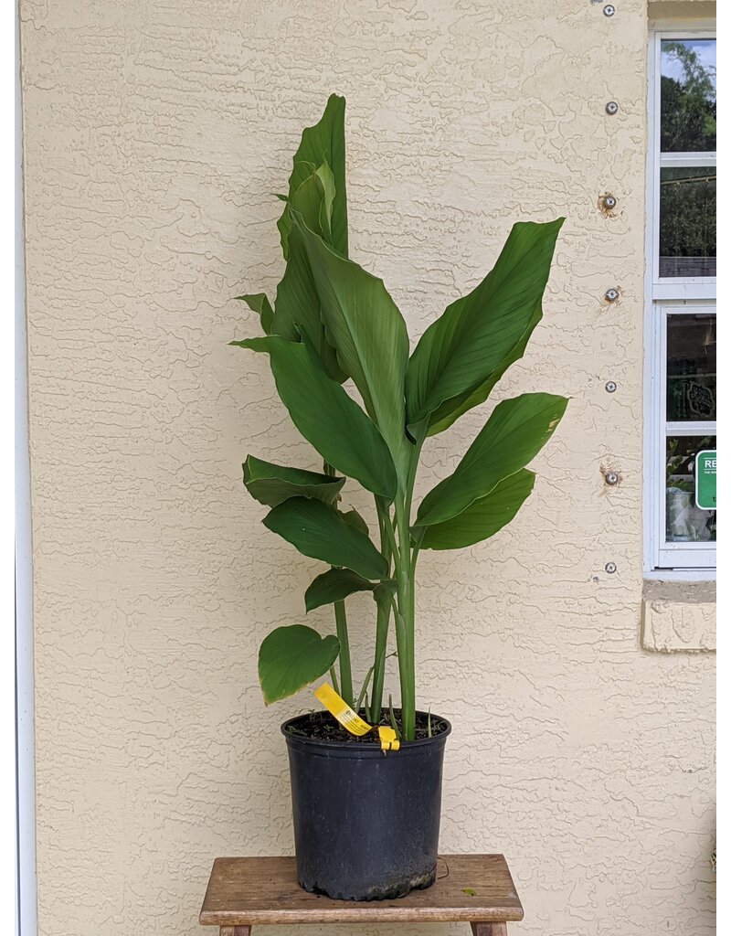 Ginger - Turmeric Standard - Yellow/Orange 3 gallon