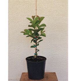 Guava Barbie Pink 3 Gallon