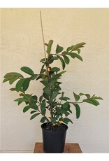 Guava Kilo 3 Gallon
