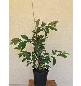 Guava Kilo 3 Gallon