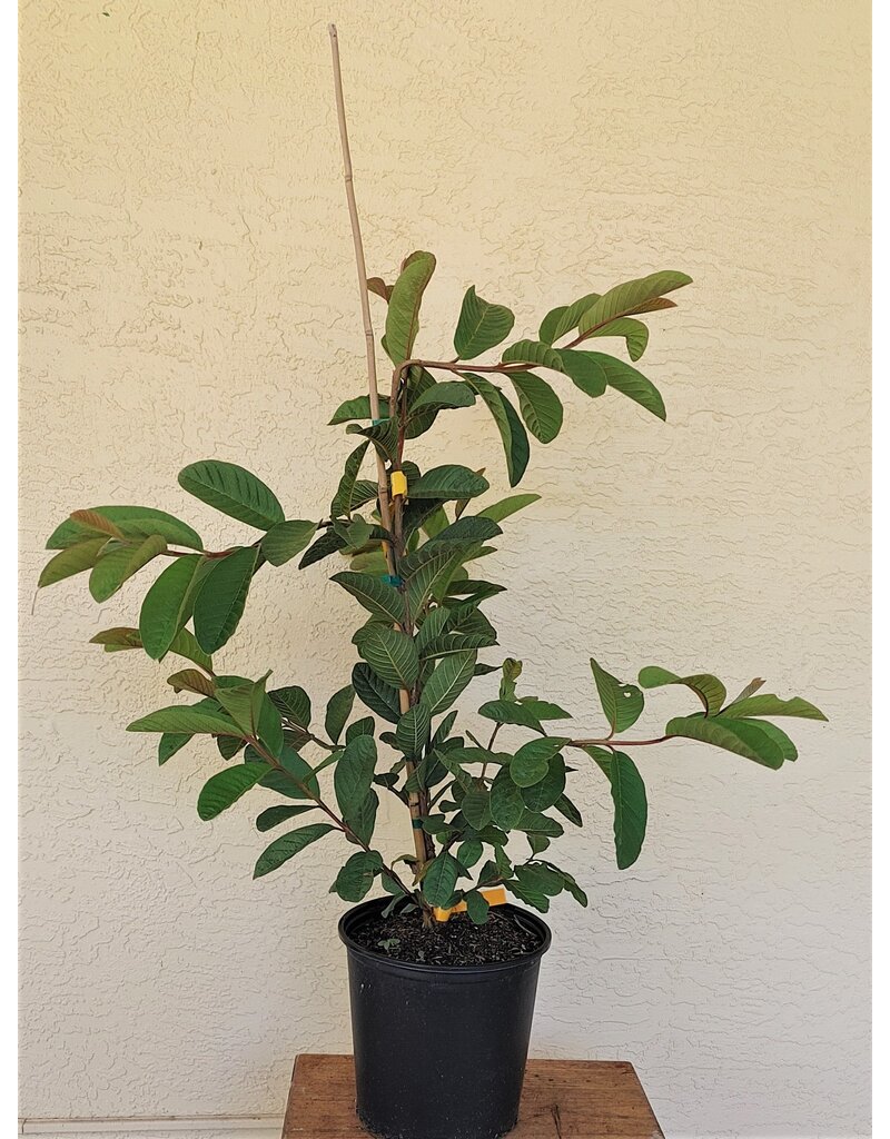 Guava Kilo 3 Gallon