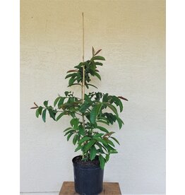 Guava Ruby  X Supreme 3 Gallon