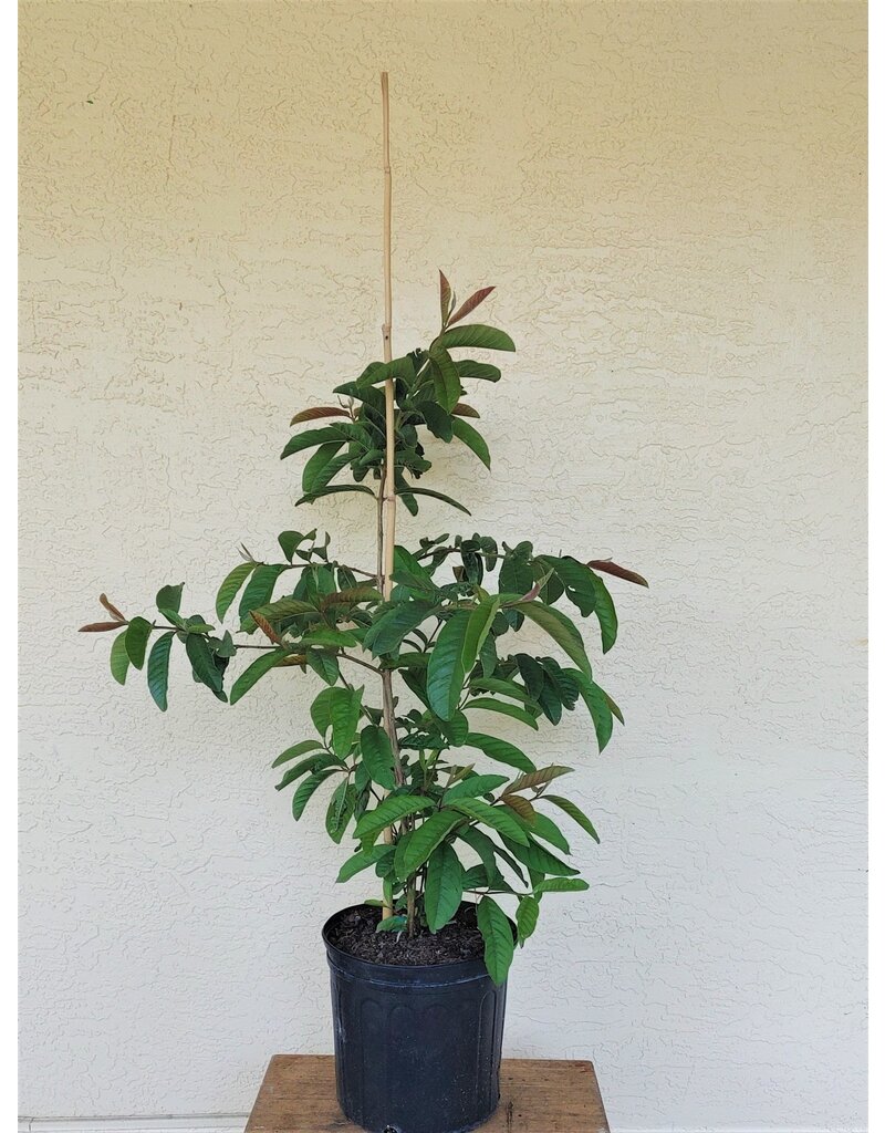 Guava Ruby  X Supreme 3 Gallon