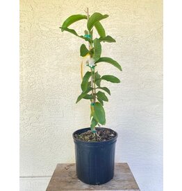 Guava Tikal 3 Gallon
