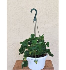 Strawberry Fronteras 10"