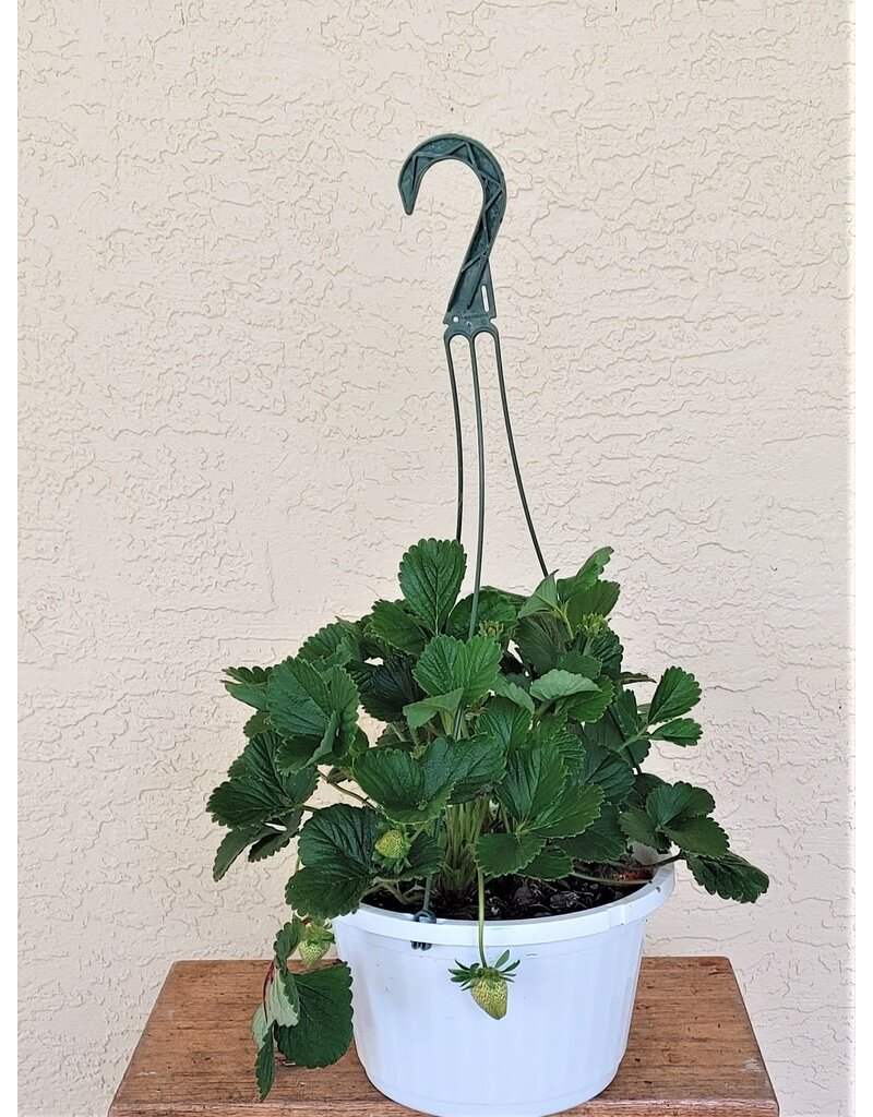 Strawberry Fronteras 10"