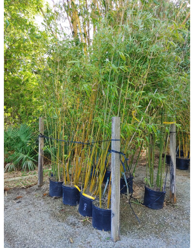 Bamboo - Gracilis