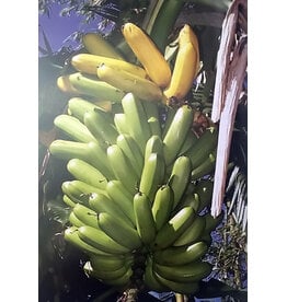 Banana - Double Mahoi