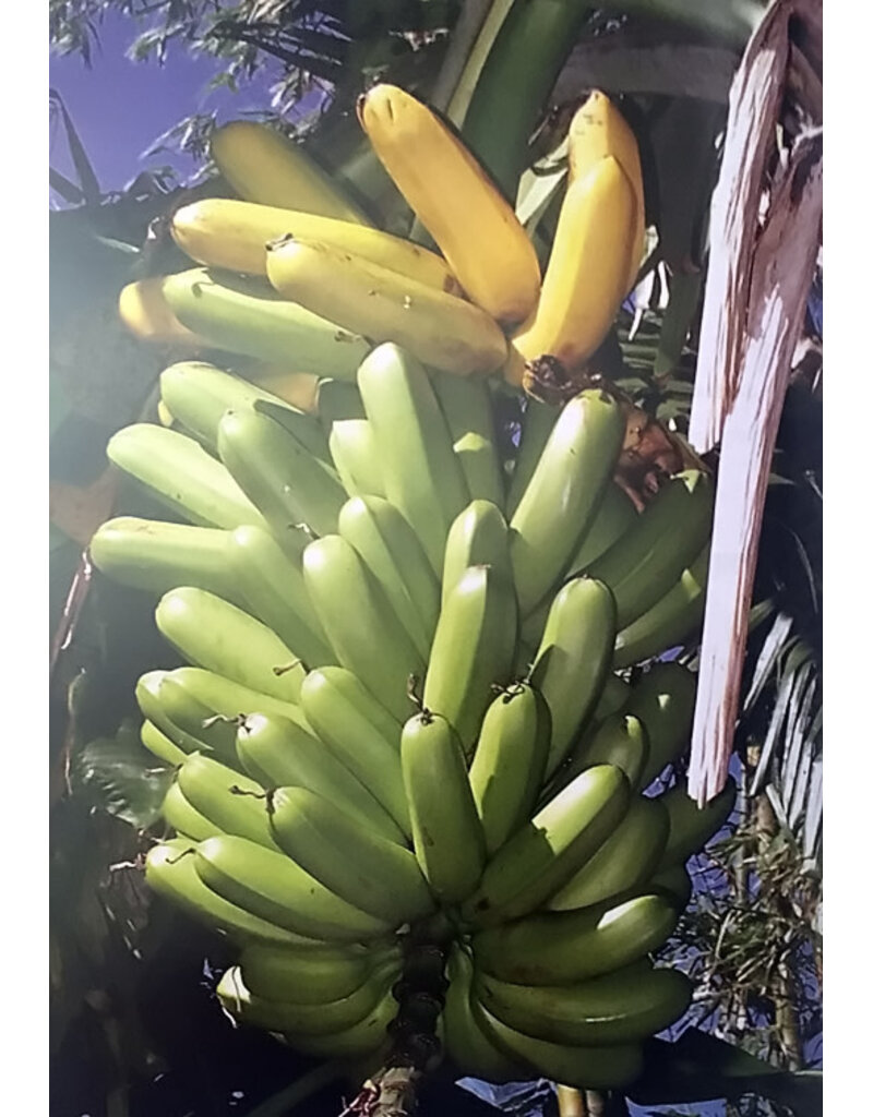 Banana - Double Mahoi