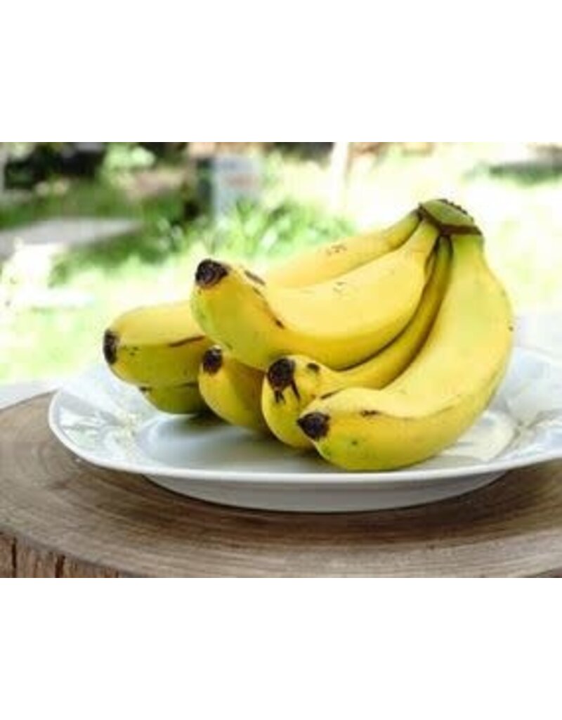 Banana - Grand Nain