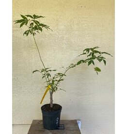Cassava - CMC 40