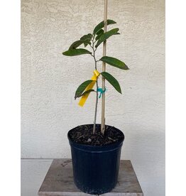 Custard Apple - San Pablo