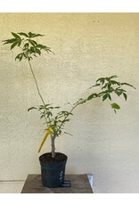 Cassava - Togo