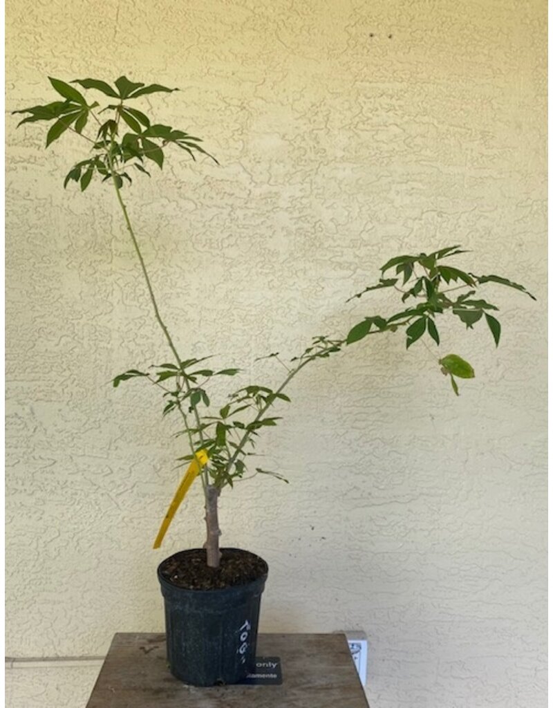 Cassava - Togo