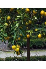 Citrus, Limequat