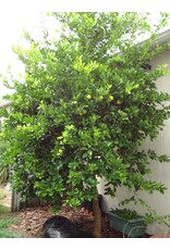 Citrus, Key Lime