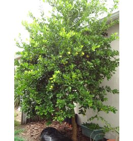 Citrus, Key Lime