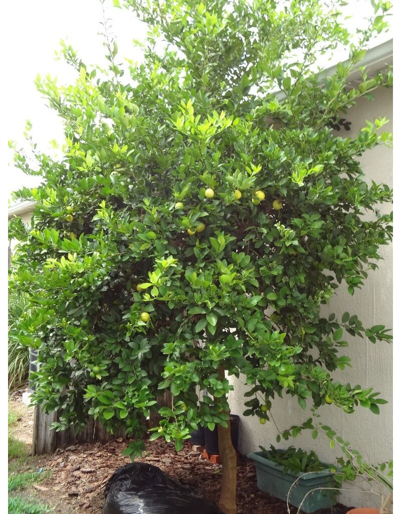 Citrus, Key Lime
