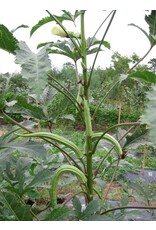 ECHO Seed Bank Okra, Borneo