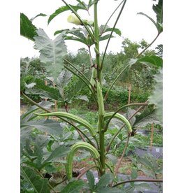ECHO Seed Bank Okra, Borneo