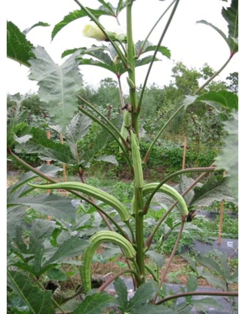 ECHO Seed Bank Okra, Borneo