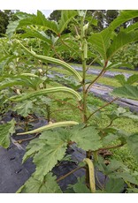 ECHO Seed Bank Okra, Borneo