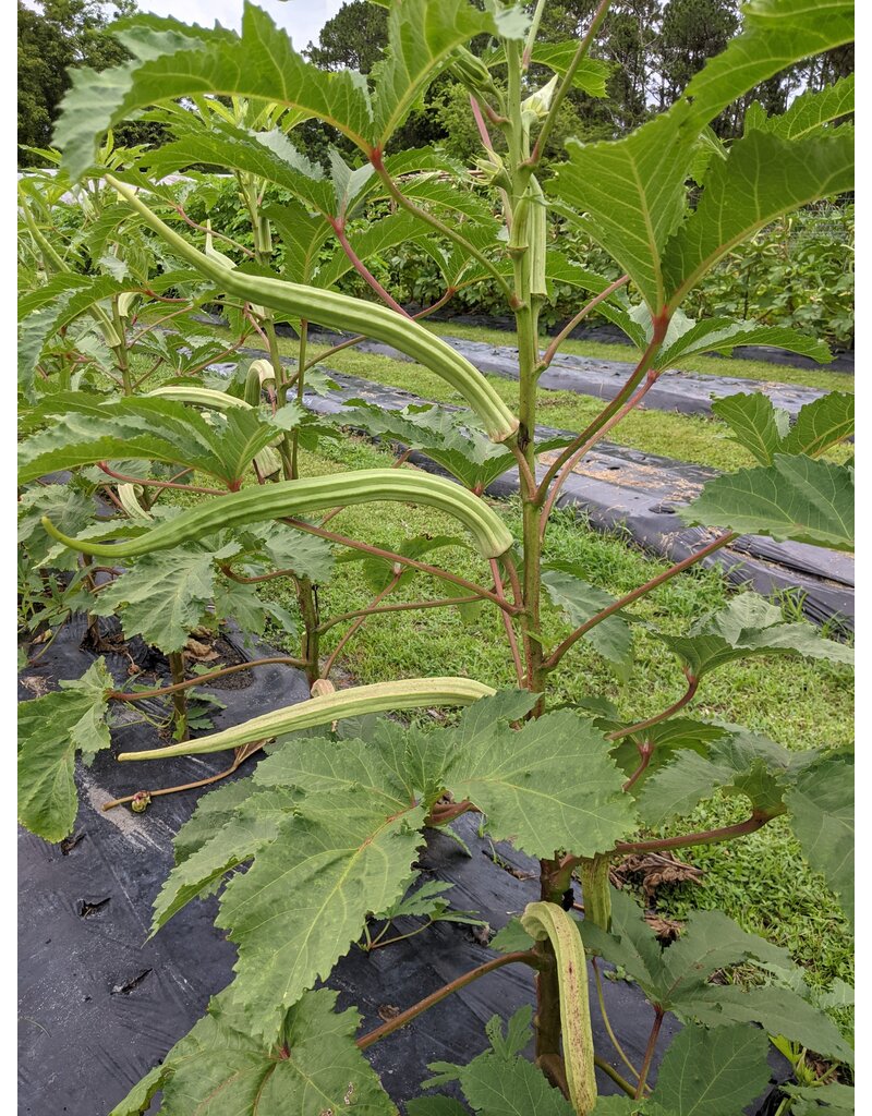 ECHO Seed Bank Okra, Borneo