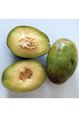 African Ambarella