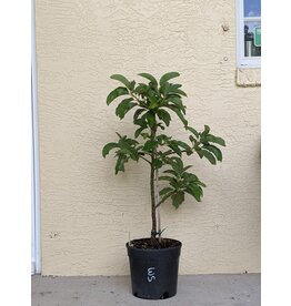 Avocado  Talpeno 3 Gallon
