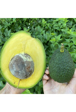 Avocado  Marcus Pumpkin 3 Gallon