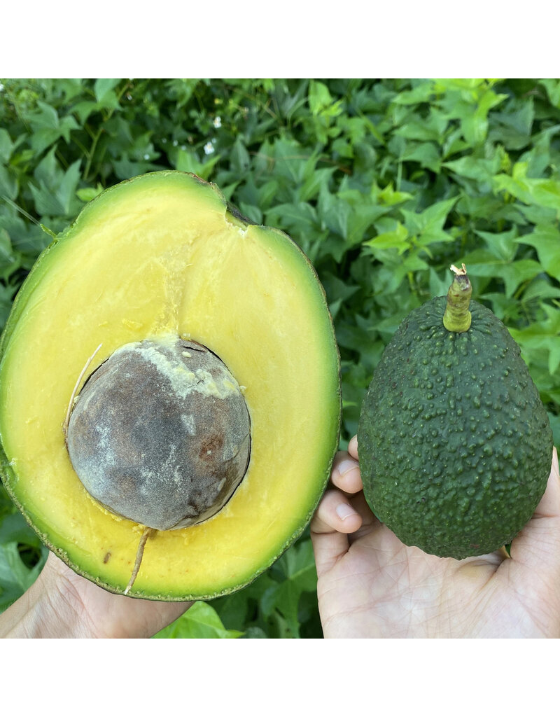 Avocado  Marcus Pumpkin 3 Gallon