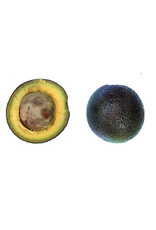 Avocado  Kampong 3 Gallon