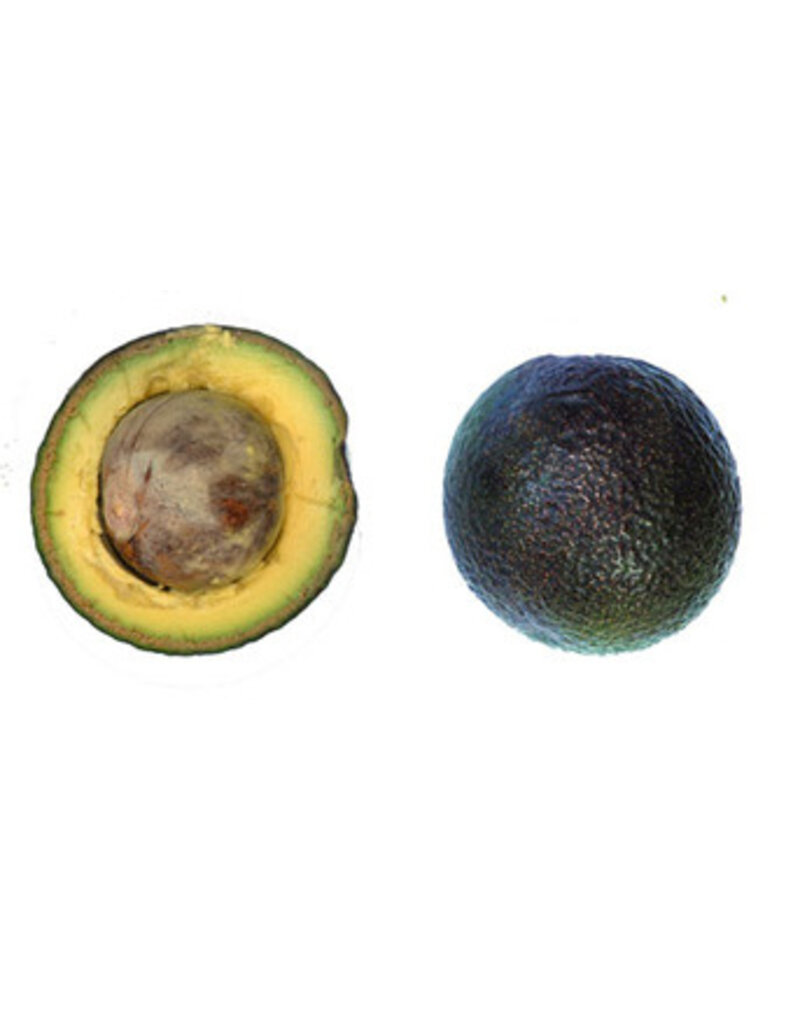 Avocado  Kampong 3 Gallon