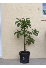 Avocado  Fuerte 3 Gallon