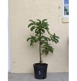 Avocado  Fuerte 3 Gallon